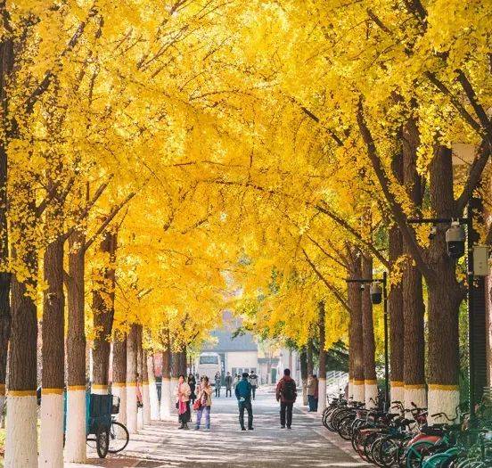 北京交通大学毕业证(北京交通大学毕业证丢了能补办吗)