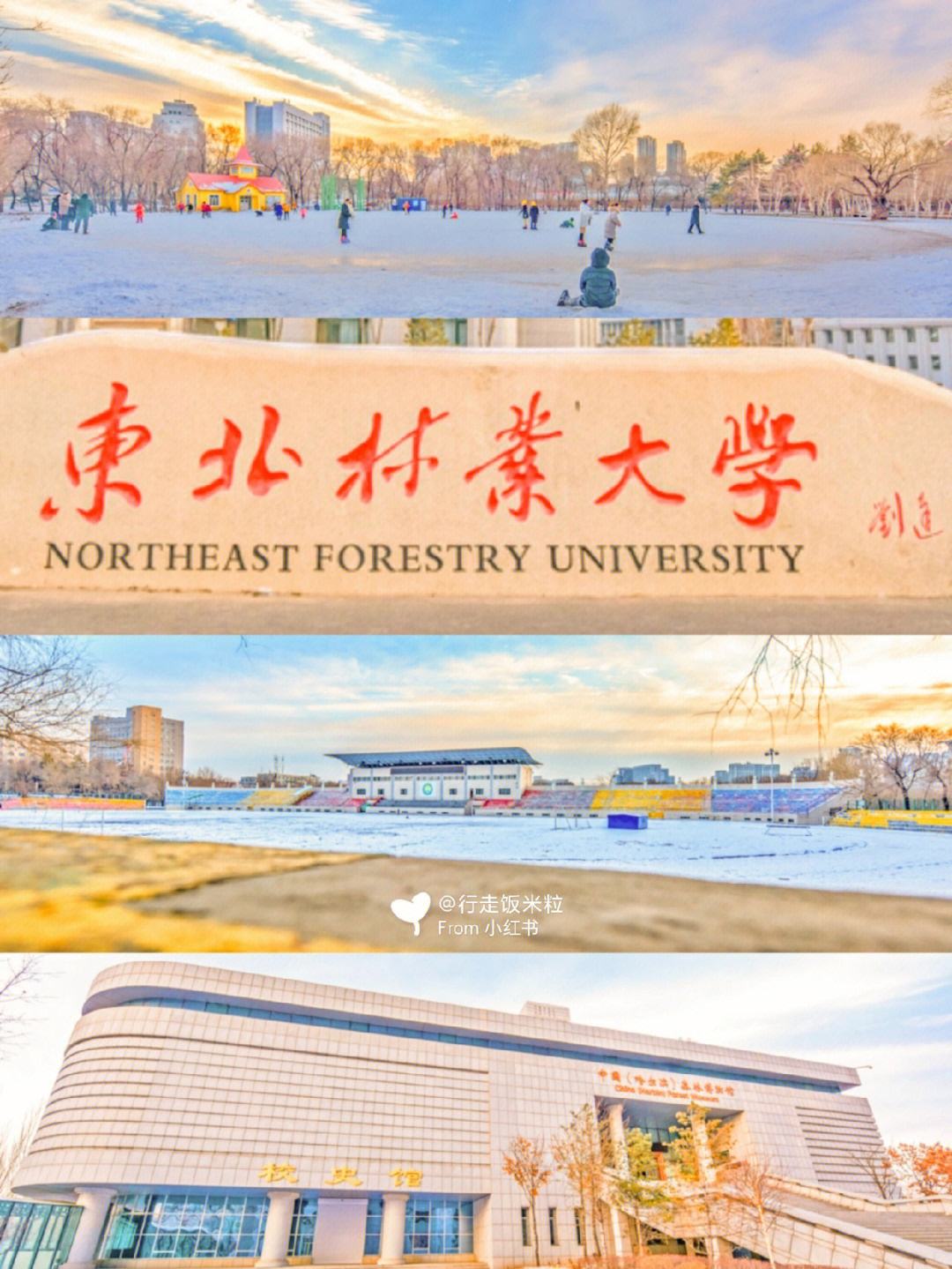 东北林业大学(东北林业大学是985还是211)